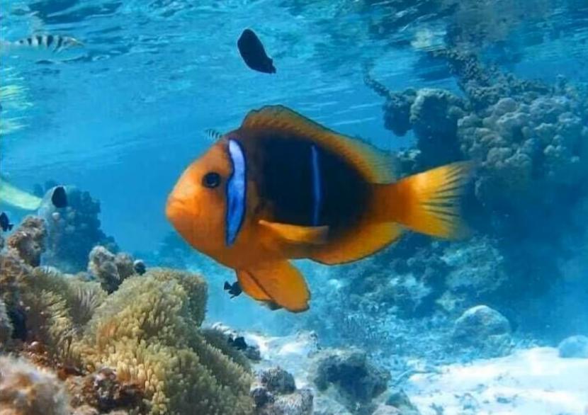 Moorea Island Beach Hotel エクステリア 写真