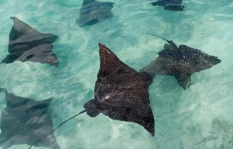 Moorea Island Beach Hotel エクステリア 写真